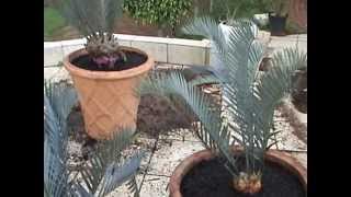 How to transplant Cycads and Suckers [upl. by Ramonda]