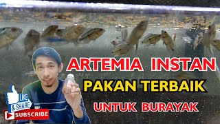 ARTEMIA INSTAN PAKAN TERBAIK BURAYAKA IKAN [upl. by Ihcego656]