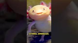 Axolotl  The Cute Water Dragon [upl. by Farrar50]