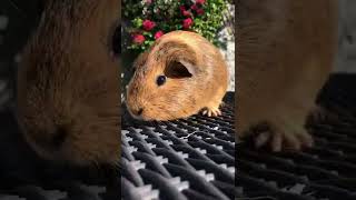 Guinea pig squeaking [upl. by Leesen]