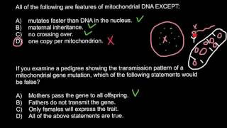 Mitochondrial DNA genetics [upl. by Lori]