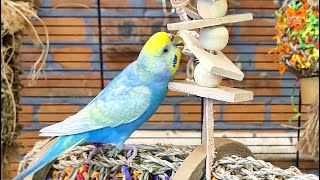 budgie sounds for 7 hours [upl. by Gladys]