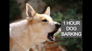 Dog barking 1 hour dog barking voice dog barking sounds [upl. by Cordeelia985]