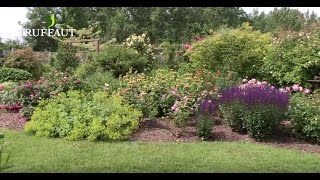 Créer un massif de rosiers et vivaces  Truffaut [upl. by Uile]