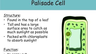 Biology Specialised plant cells quotOquot Level Combined Science [upl. by Cantu298]