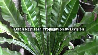 Birds Nest Fern Propagation by Division [upl. by Urian]