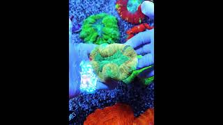 trachyphyllia marineaquarium meerwasseraquaristik saltwateraquarium aquarium [upl. by Llenrep]