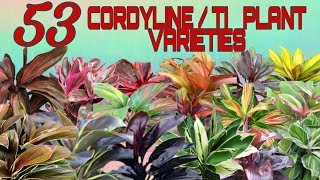 53 STUNNING CORDYLINE  TI PLANT VARIETIES [upl. by Mathian]