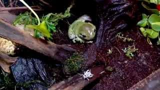 Whites Tree Frog Hunting [upl. by Audi]