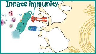 Innate immune system detailed overview [upl. by Elockcin]