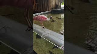 Roseate Spoonbill [upl. by Sadnak116]