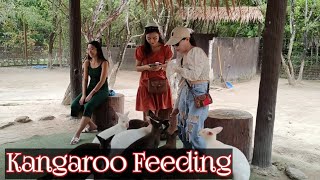 kangaroo feeding zoo MINIZOO IN RATCHABURI [upl. by Harberd]