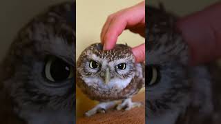 Cute Baby Owl Gets Pampered with a Relaxing Massage 🦉😍💆 babyowl [upl. by Tutto]