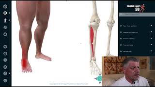 Extensor Digitorum Longus and Brevis  Trigger Point of the Week [upl. by Eadahc]