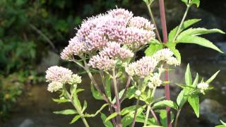 Wasserdost Eupatorium [upl. by Collette]