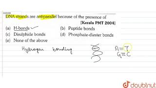 DNA strands are antiparallel because of the presence of [upl. by Refanej]