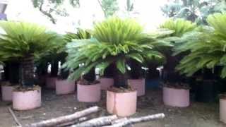 Cycas revoluta in containers Rajkumar nursery [upl. by Ferrell]