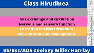 Class HirudineaGas exchange and circulationnervous systemexcretionReproduction amp development [upl. by Marmaduke252]