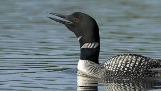 Voices Common Loon [upl. by Oisor]