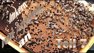 Imkern von Anfang an  Teil 7  Durchsicht von 3 neuen BienenvolkAblegern [upl. by Kronfeld959]