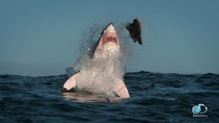 Breaching Great White Sharks  Shweekend [upl. by Mersey749]