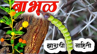 बाभूळAcacia झाडाची वैशिष्ट्ये आणि उपयोग Information About Babul Tree In Marathi kuberclasses [upl. by Oijimer]