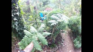 Tasmanian amp Australian tree ferns are different [upl. by Julian]