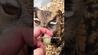 The brief foster care of an owl animals love shorts [upl. by Niko54]