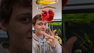 The 4 Ways that Fish Swim aquarium [upl. by Enyrehtak]