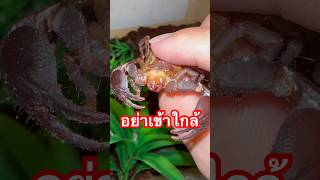 ช้างป่องแมง  แมงป่อง แมงงอด แมงป่องช้าง scorpion exoticpet BalconZoo สัตว์เลี้ยง สัตว์แปลก [upl. by Sonaj]