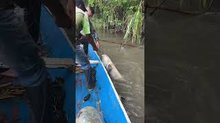 pescaderia bassfish fishing [upl. by Annuahs]