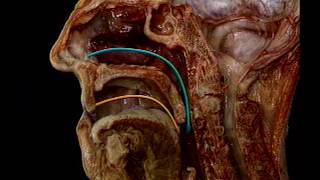 Anatomy and Physiology of ENT Organs  Introduction [upl. by Combs]