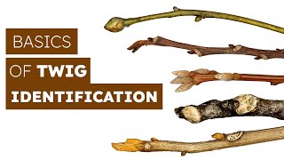 How To Identify Trees By Their Twigs [upl. by Isahella]