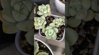 Graptoveria Titubans goodmorning graptoveria succulent [upl. by Sweeney]