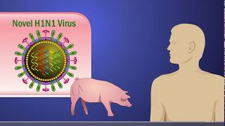 Antigenic Shift and the H1N1 Influenza A Virus [upl. by Ykcim]