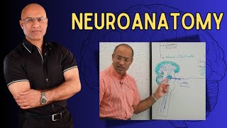 Neuroanatomy  Neurology  Neuroscience  Dr Najeeb [upl. by Cherida]