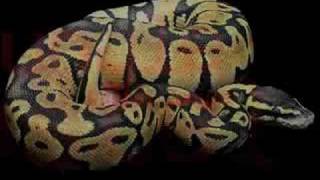 Ball Python Morphs [upl. by Armil79]