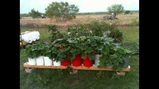 To Everyone Who Built A Self Watering Rain Gutter Grow System Thanks A Million [upl. by Malia29]