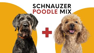 Schnauzer Poodle Mix aka The Schnoodle [upl. by Nnaasil]