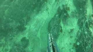 Spearfishing in Norway 2012 part 1 [upl. by Sulohcin77]