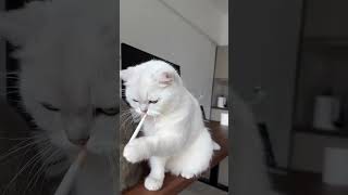 cat kitty cuddle 😺daily cat videos😺 more cat here Remember That cool cat👍viral [upl. by Arriaet]