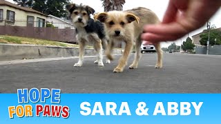 Dog rescue Sara amp Abby Please share and help us find them a loving forever home dogs [upl. by Nedmac402]