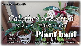 【観葉植物】SUBPlant haulカラテア３種ご紹介葉が変色する理由Calathea collectionマコヤナランキフォリアインシグニストリオスター [upl. by Adiv]