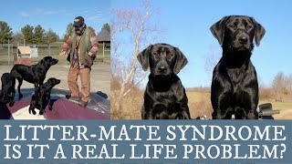 Labrador Retriever Training  An Overview of Littermate Syndrome [upl. by Emmeram896]