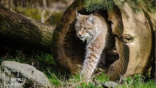 INTERESTING FACTS about bobcat  The Bobcat is a mediumsized cat is found in a variety of habitats [upl. by Manvel888]