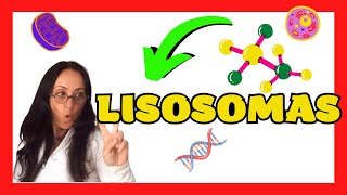 Los LISOSOMAS 💚▶ FUNCIÓN y ESTRUCTURA Prepárate para Biología SELECTIVIDAD Andalucía 2º Bachiller [upl. by Dhumma]