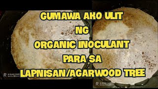 Gumawa Ako Ulit Ng quotOrganic Inoculantquot Para Sa LapnisanAgarwood Tree [upl. by Atilrak]