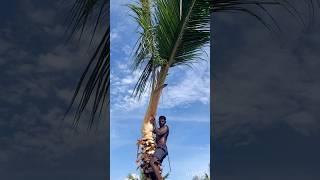 Tree cutting channel  Aravind Kanyakumari 8248851253 [upl. by Enelkcaj]