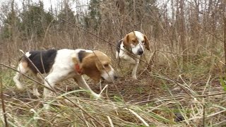 Rabbit Hunt with Great Dogs [upl. by Calvert]