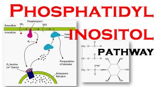 Phosphatidylinositol pathway [upl. by Abihsat]